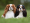 https://mvp.zgeffen.com/images/com_adsmanager/categories/1cat_t.jpg