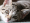 https://mvp.zgeffen.com/images/com_adsmanager/categories/2cat_t.jpg